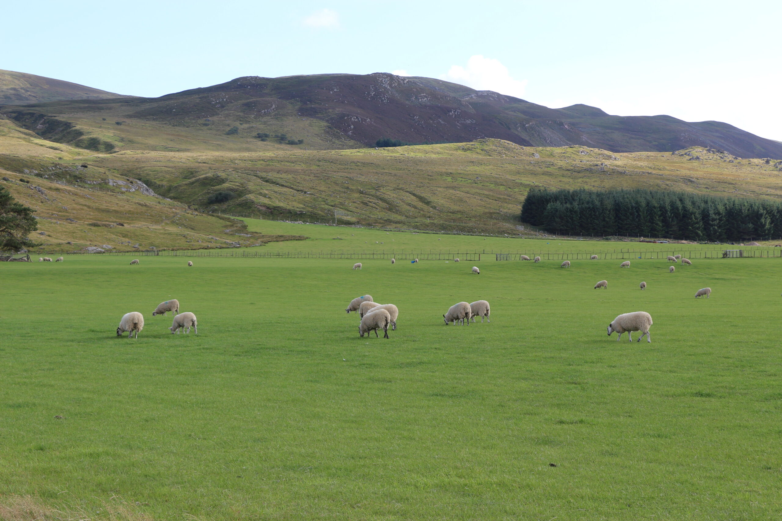 Laukuose besiganančios avys