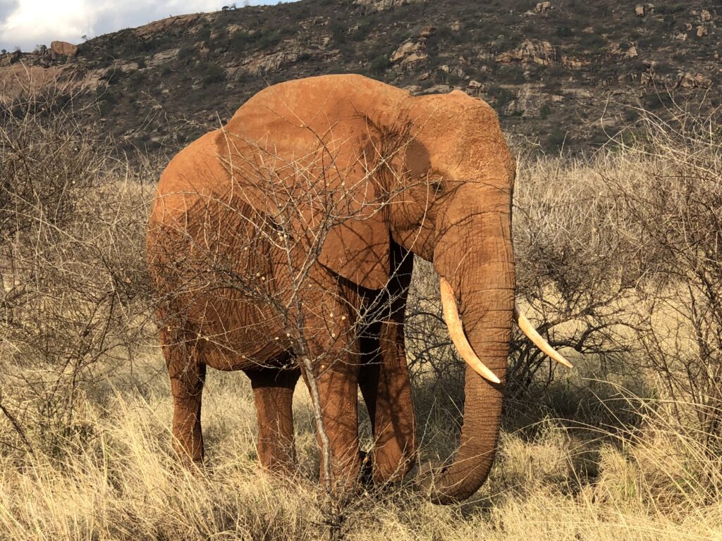 Kenija - nepamirštamas safaris